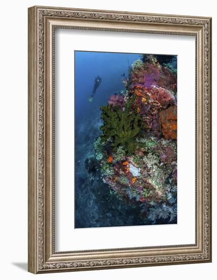 A Diver Hovers Above a Colorful Coral Reef-Stocktrek Images-Framed Photographic Print