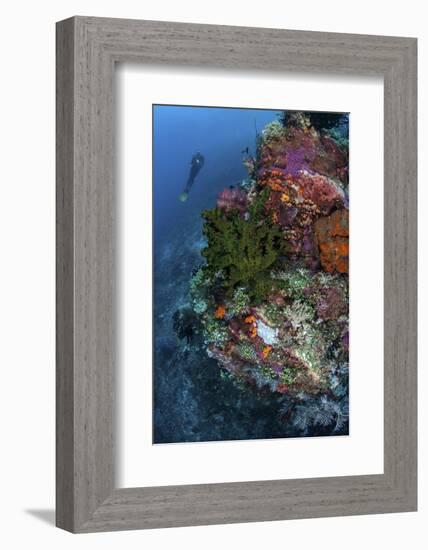 A Diver Hovers Above a Colorful Coral Reef-Stocktrek Images-Framed Photographic Print