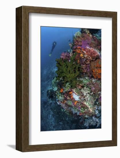 A Diver Hovers Above a Colorful Coral Reef-Stocktrek Images-Framed Photographic Print