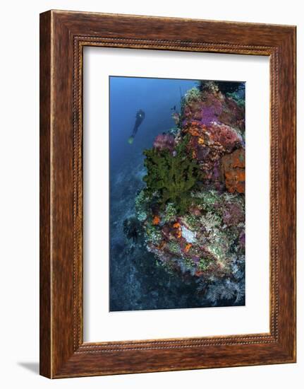 A Diver Hovers Above a Colorful Coral Reef-Stocktrek Images-Framed Photographic Print