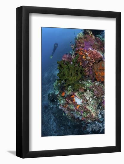 A Diver Hovers Above a Colorful Coral Reef-Stocktrek Images-Framed Photographic Print