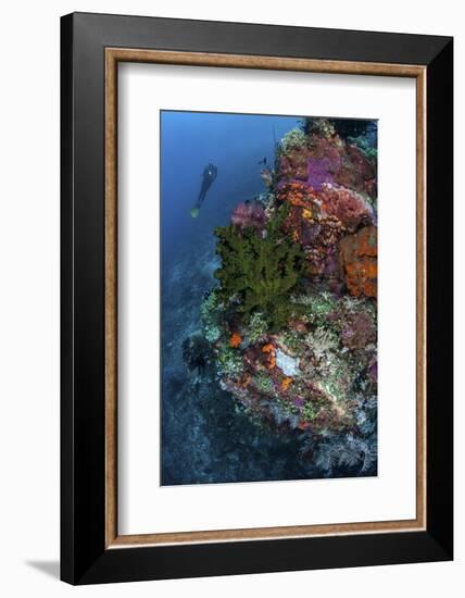 A Diver Hovers Above a Colorful Coral Reef-Stocktrek Images-Framed Photographic Print