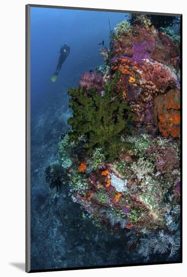 A Diver Hovers Above a Colorful Coral Reef-Stocktrek Images-Mounted Photographic Print