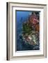 A Diver Hovers Above a Colorful Coral Reef-Stocktrek Images-Framed Photographic Print