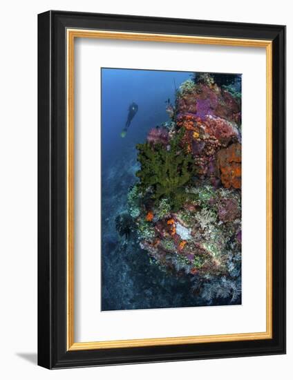 A Diver Hovers Above a Colorful Coral Reef-Stocktrek Images-Framed Photographic Print