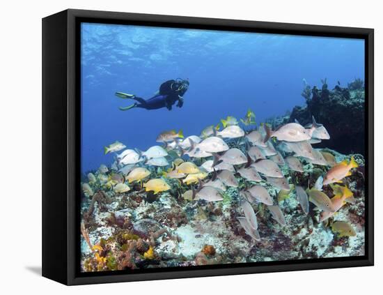 A Diver Hovers over a School of Grunts and Snappers on a Caribbean Reef-null-Framed Premier Image Canvas