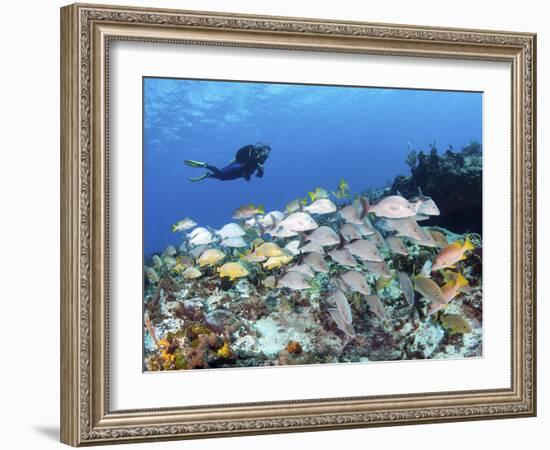 A Diver Hovers over a School of Grunts and Snappers on a Caribbean Reef-null-Framed Photographic Print