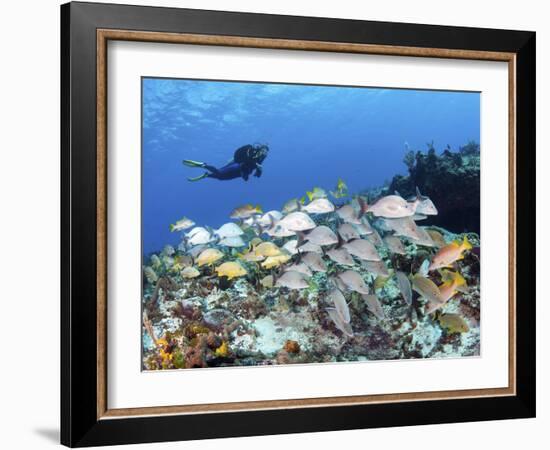 A Diver Hovers over a School of Grunts and Snappers on a Caribbean Reef-null-Framed Photographic Print