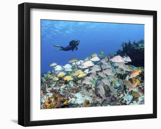 A Diver Hovers over a School of Grunts and Snappers on a Caribbean Reef-null-Framed Photographic Print