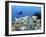 A Diver Hovers over a School of Grunts and Snappers on a Caribbean Reef-null-Framed Photographic Print