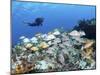 A Diver Hovers over a School of Grunts and Snappers on a Caribbean Reef-null-Mounted Photographic Print