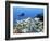 A Diver Hovers over a School of Grunts and Snappers on a Caribbean Reef-null-Framed Photographic Print