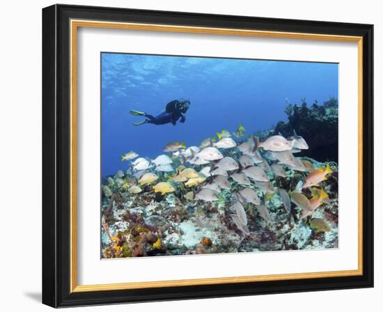 A Diver Hovers over a School of Grunts and Snappers on a Caribbean Reef-null-Framed Photographic Print