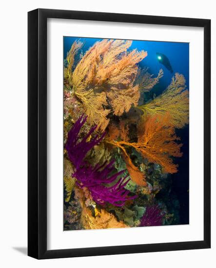 A Diver Looks On at a Colorful Reef with Sea Fans, Solomon Islands-Stocktrek Images-Framed Photographic Print