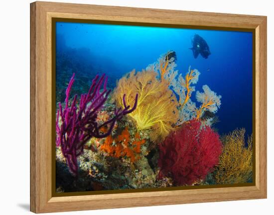 A Diver Looks On at a Colorful Reef with Sea Fans, Solomon Islands-Stocktrek Images-Framed Premier Image Canvas