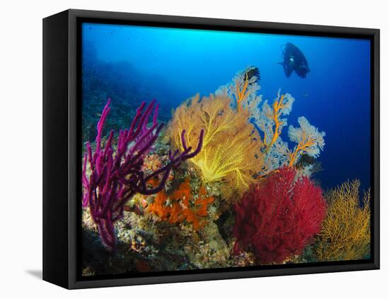 A Diver Looks On at a Colorful Reef with Sea Fans, Solomon Islands-Stocktrek Images-Framed Premier Image Canvas