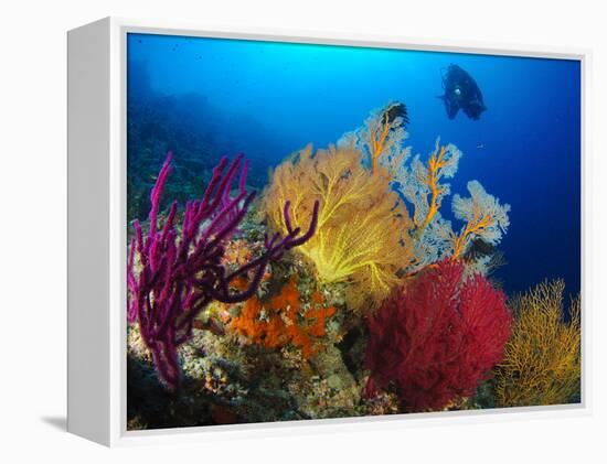A Diver Looks On at a Colorful Reef with Sea Fans, Solomon Islands-Stocktrek Images-Framed Premier Image Canvas