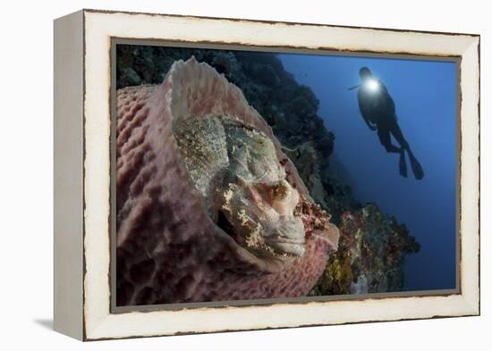 A Diver Looks on at a Tassled Scorpionfish Lying in a Barrel Sponge-Stocktrek Images-Framed Premier Image Canvas