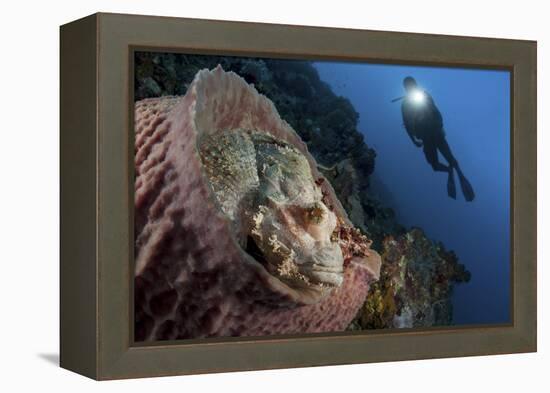 A Diver Looks on at a Tassled Scorpionfish Lying in a Barrel Sponge-Stocktrek Images-Framed Premier Image Canvas