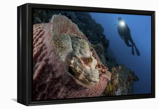 A Diver Looks on at a Tassled Scorpionfish Lying in a Barrel Sponge-Stocktrek Images-Framed Premier Image Canvas