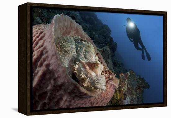 A Diver Looks on at a Tassled Scorpionfish Lying in a Barrel Sponge-Stocktrek Images-Framed Premier Image Canvas