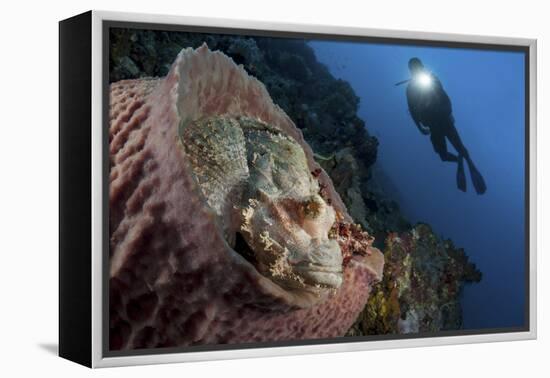 A Diver Looks on at a Tassled Scorpionfish Lying in a Barrel Sponge-Stocktrek Images-Framed Premier Image Canvas