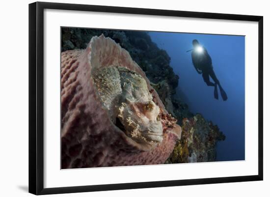 A Diver Looks on at a Tassled Scorpionfish Lying in a Barrel Sponge-Stocktrek Images-Framed Photographic Print