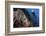 A Diver Looks on at a Tassled Scorpionfish Lying in a Barrel Sponge-Stocktrek Images-Framed Photographic Print