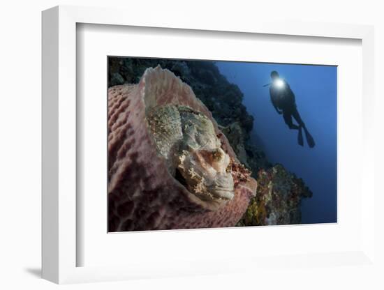 A Diver Looks on at a Tassled Scorpionfish Lying in a Barrel Sponge-Stocktrek Images-Framed Photographic Print