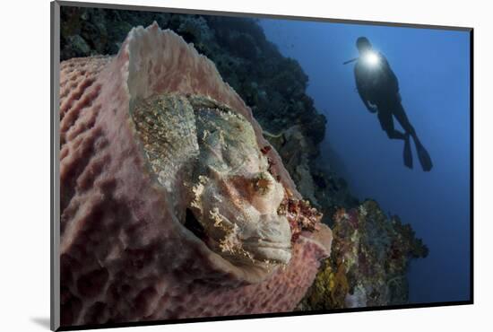 A Diver Looks on at a Tassled Scorpionfish Lying in a Barrel Sponge-Stocktrek Images-Mounted Photographic Print