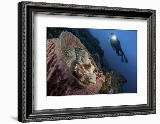 A Diver Looks on at a Tassled Scorpionfish Lying in a Barrel Sponge-Stocktrek Images-Framed Photographic Print