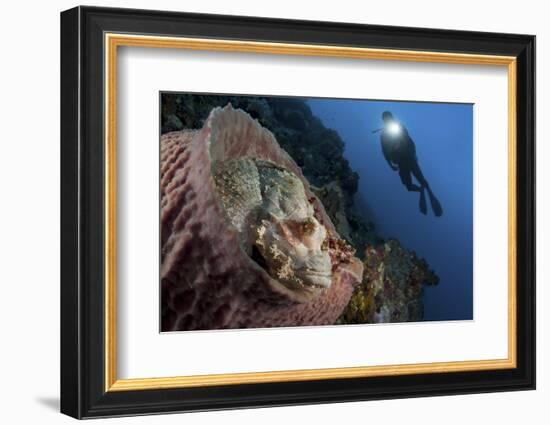 A Diver Looks on at a Tassled Scorpionfish Lying in a Barrel Sponge-Stocktrek Images-Framed Photographic Print