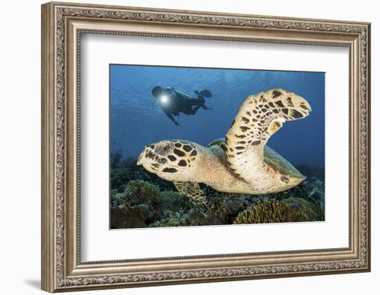 A Diver Swims Alongside a Hawksbill Sea Turtle Off of Indonesia-Stocktrek Images-Framed Photographic Print