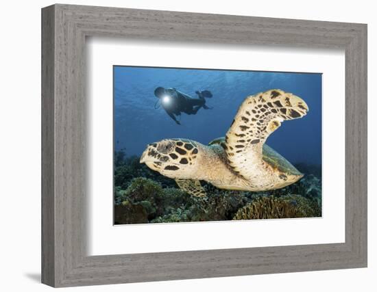 A Diver Swims Alongside a Hawksbill Sea Turtle Off of Indonesia-Stocktrek Images-Framed Photographic Print