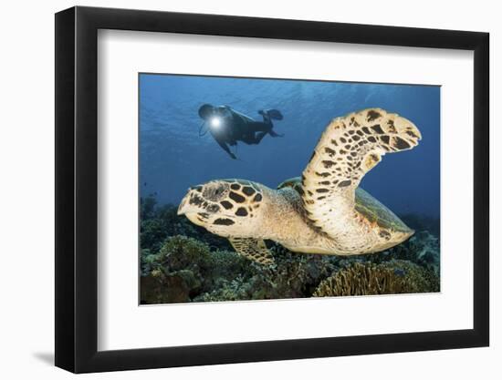 A Diver Swims Alongside a Hawksbill Sea Turtle Off of Indonesia-Stocktrek Images-Framed Photographic Print