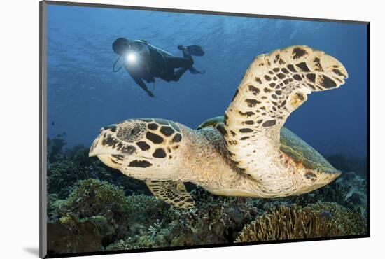 A Diver Swims Alongside a Hawksbill Sea Turtle Off of Indonesia-Stocktrek Images-Mounted Photographic Print