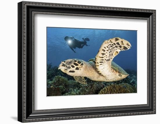 A Diver Swims Alongside a Hawksbill Sea Turtle Off of Indonesia-Stocktrek Images-Framed Photographic Print