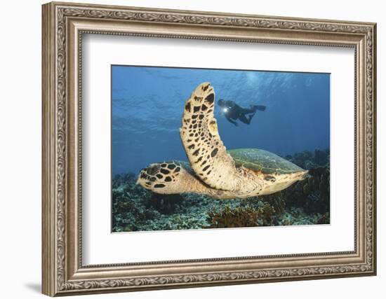 A Diver Swims Alongside a Hawksbill Sea Turtle Off of Indonesia-Stocktrek Images-Framed Photographic Print