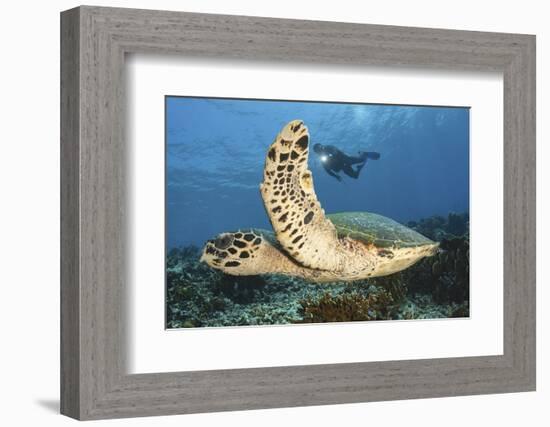 A Diver Swims Alongside a Hawksbill Sea Turtle Off of Indonesia-Stocktrek Images-Framed Photographic Print