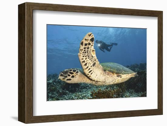 A Diver Swims Alongside a Hawksbill Sea Turtle Off of Indonesia-Stocktrek Images-Framed Photographic Print