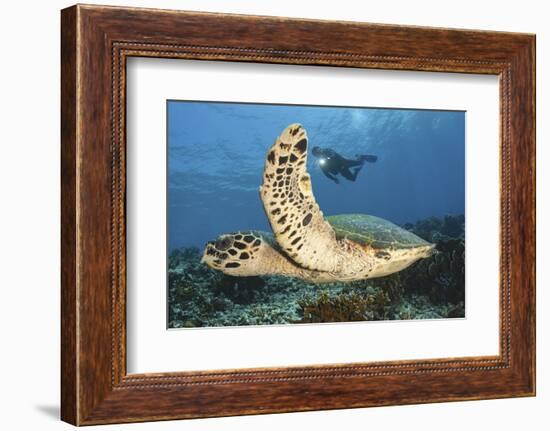 A Diver Swims Alongside a Hawksbill Sea Turtle Off of Indonesia-Stocktrek Images-Framed Photographic Print