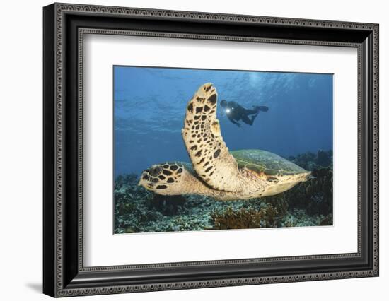 A Diver Swims Alongside a Hawksbill Sea Turtle Off of Indonesia-Stocktrek Images-Framed Photographic Print