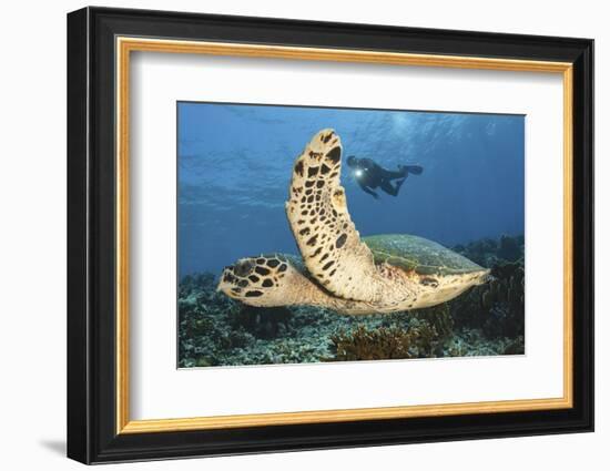 A Diver Swims Alongside a Hawksbill Sea Turtle Off of Indonesia-Stocktrek Images-Framed Photographic Print