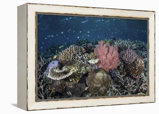 A Diverse Array of Corals Grow in Raja Ampat, Indonesia-Stocktrek Images-Framed Premier Image Canvas