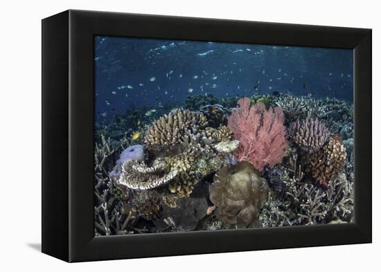 A Diverse Array of Corals Grow in Raja Ampat, Indonesia-Stocktrek Images-Framed Premier Image Canvas