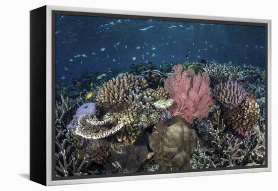 A Diverse Array of Corals Grow in Raja Ampat, Indonesia-Stocktrek Images-Framed Premier Image Canvas