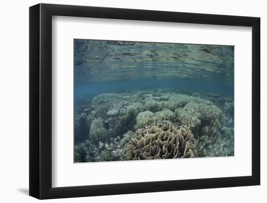 A Diverse Array of Corals Grow in Raja Ampat, Indonesia-Stocktrek Images-Framed Photographic Print