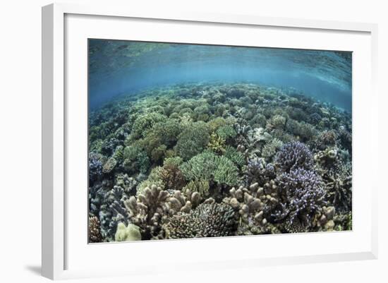 A Diverse Array of Corals Grow in Raja Ampat, Indonesia-Stocktrek Images-Framed Photographic Print