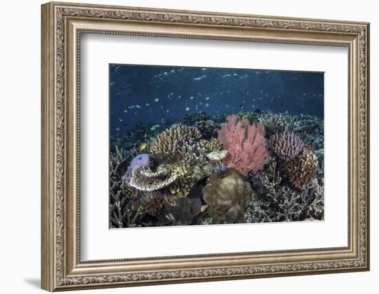 A Diverse Array of Corals Grow in Raja Ampat, Indonesia-Stocktrek Images-Framed Photographic Print