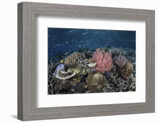 A Diverse Array of Corals Grow in Raja Ampat, Indonesia-Stocktrek Images-Framed Photographic Print